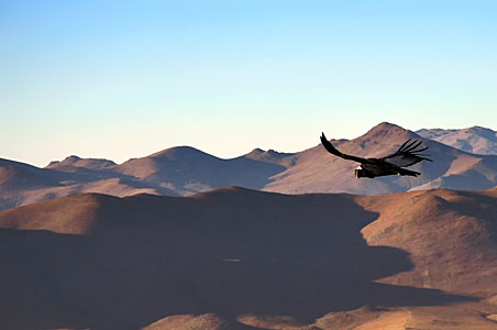 Flying predator