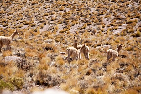 Wild Vicuñas