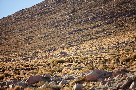 Vicuñas at ALMA