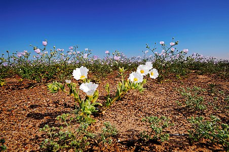 Flowers in the Atacama Desert