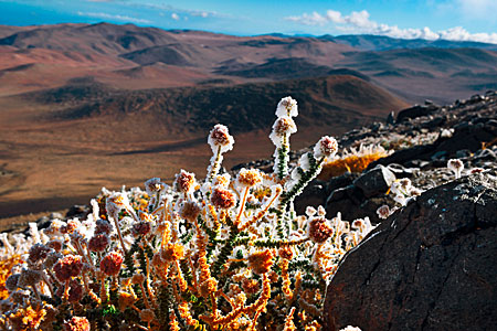 Ice in the desert