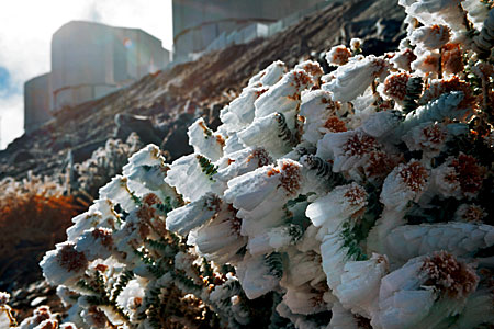 Frozen plants