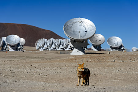 Fox at the ALMA Observatory