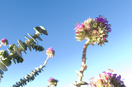 Flowers in the desert