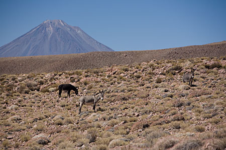 Wildlife in the Plains