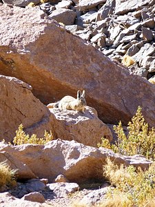 A rabbit