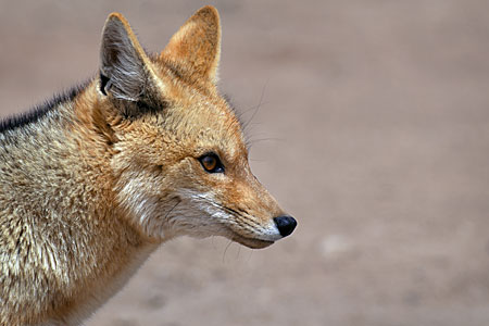 Fauna in Chile
