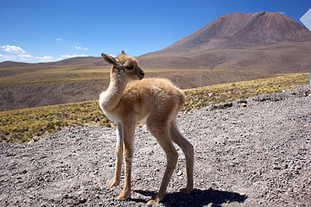 ALMA Workers Rescue Abandoned Vicuña Fawn