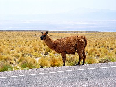 Lama in the ALMA area