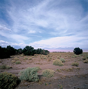 Tamarugo