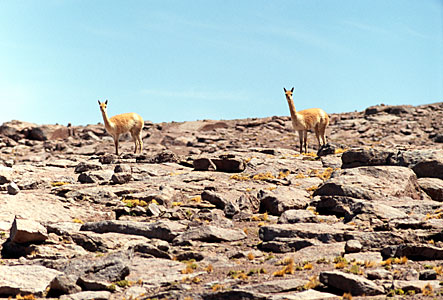 Vicunas in the Desert