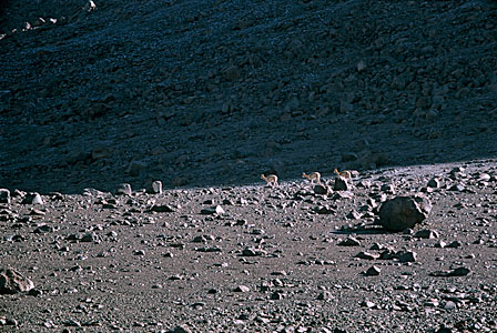 Vicunas on the Way to ALMA