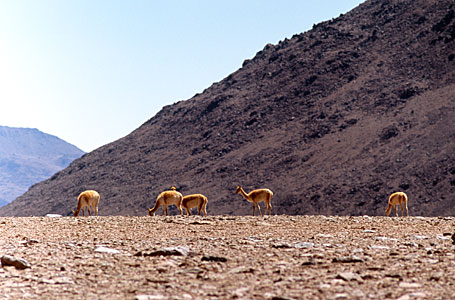 Grazing Vicunas