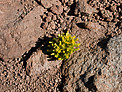 Life in the Desert