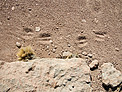 Around the Alma Site