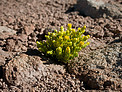 Life in the Desert