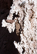 ALMA site