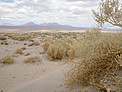 Desert Flora