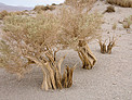 Desert Flora