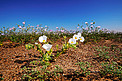 Flowers in the Atacama Desert