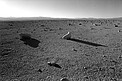 The Chilean Desert