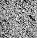 Halley's Comet