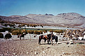 Horses