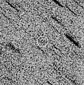 Comet 1P/Halley