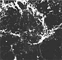 Pulsar in the Crab Nebula