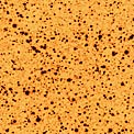Omega Centauri Tracking Test