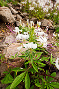 Flowers in the Atacama Desert