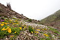 Flowers in the Atacama Desert