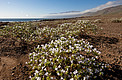 Flowers in the Atacama Desert