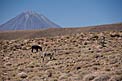 Wildlife in the Plains