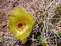 Desert bloom