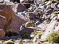 Rabbits in the Atacama Desert