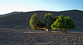 Pepper Trees at Paranal