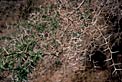 Tamarugo Thorns