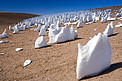 The white penitents