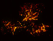 Imagen en radio de la nebulosa 30 Doradus con datos de ALMA