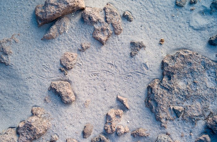 Lizard footprints at ALMA