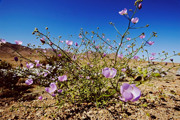 The Atacama Desert in bloom