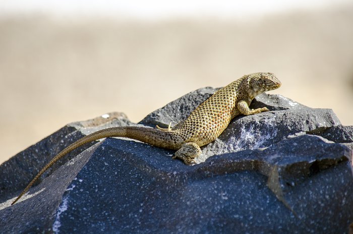 Lizard in the Atacama