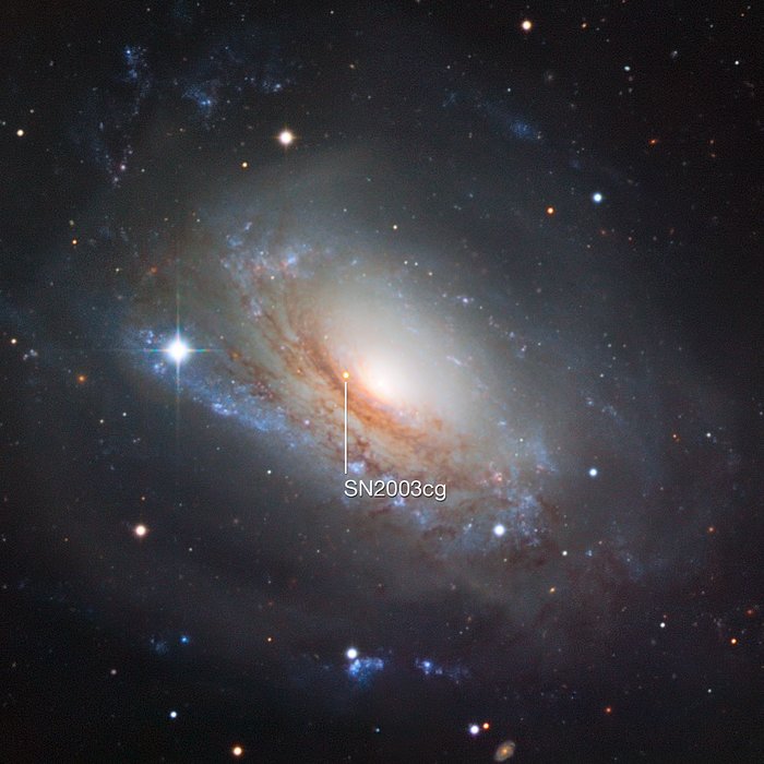 Supernova 2003cg in the galaxy NGC 3169
