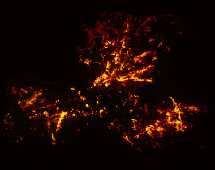Radio-afbeelding van de nevel in 30 Doradus met gegevens van ALMA