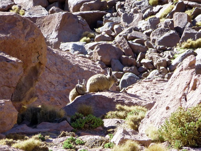 Rabbits in the Atacama Desert