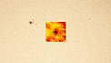 Sunspot seen in visible and millimetre wavelength light