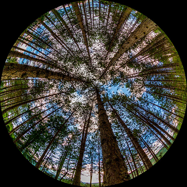 The sky glimpsed through the trees of a pine forest